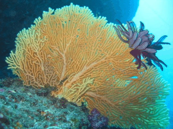 Big Cat Reality - Surfers Gold Coast 5