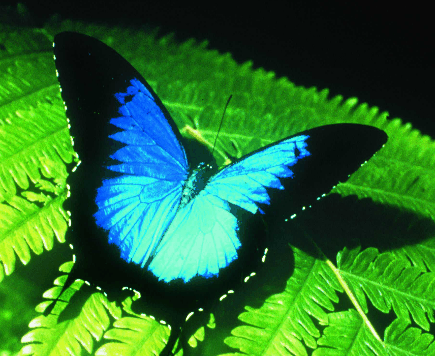 Australian Butterfly Sanctuary - Surfers Gold Coast