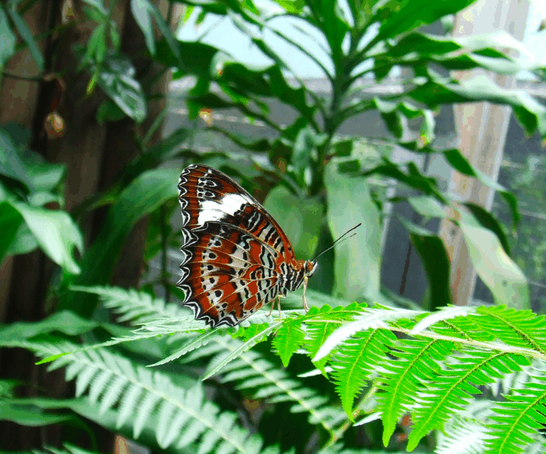 Australian Butterfly Sanctuary - Surfers Gold Coast 1