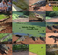The Malcolm Douglas Crocodile Park - Surfers Gold Coast
