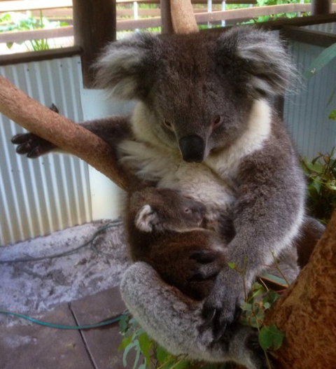 Outback Splash - Surfers Gold Coast 3