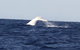 Australian Whale Watching - thumb 0
