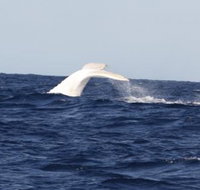 Australian Whale Watching - Surfers Gold Coast