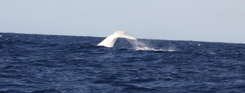 Australian Whale Watching - Surfers Gold Coast 0