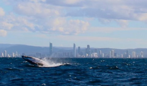 Australian Whale Watching - Surfers Gold Coast 1