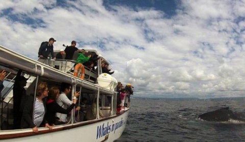 Australian Whale Watching - Surfers Gold Coast 2