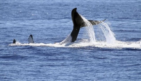 Australian Whale Watching - Surfers Gold Coast 3