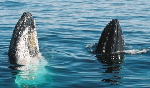 Australian Whale Watching - Surfers Gold Coast 4