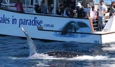Australian Whale Watching - Surfers Gold Coast 5