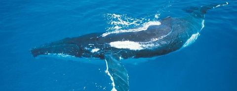 Australian Whale Watching - Surfers Gold Coast 6