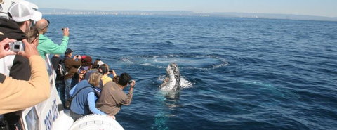 Australian Whale Watching - Surfers Gold Coast 7