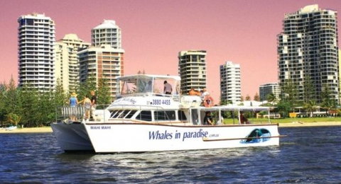 Australian Whale Watching - Surfers Gold Coast 8
