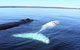 Australian Whale Watching - thumb 9