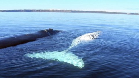 Australian Whale Watching - Surfers Gold Coast 9