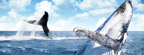 Australian Whale Watching - Surfers Gold Coast 11
