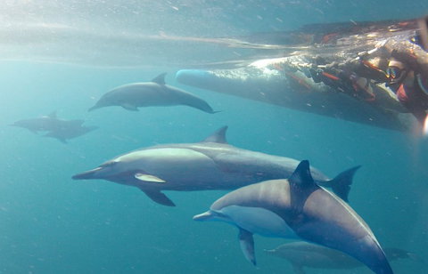 Dolphin Swim Australia - Surfers Gold Coast 5