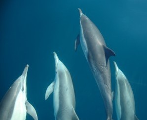 Dolphin Swim Australia - Surfers Gold Coast 6