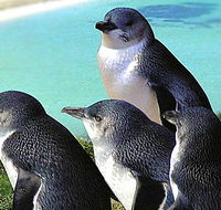 Rockingham Wild Encounters - Surfers Gold Coast