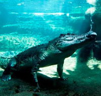 WILD LIFE Sydney Zoo - Surfers Gold Coast