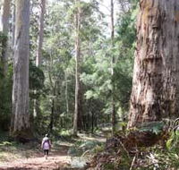 Warren River Loop Walk - Surfers Gold Coast