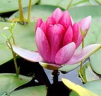The Lotus Day Spa and Retreat - Surfers Gold Coast