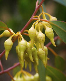 Ravensthorpe WA Surfers Gold Coast