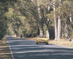 Ludlow Tuart Forest - Surfers Gold Coast 0