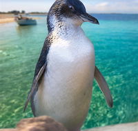 Penguin Island - Surfers Gold Coast