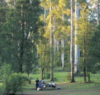 Big Brook Arboretum - Surfers Gold Coast