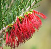 Ethel Daw Scenic Drive - Surfers Gold Coast