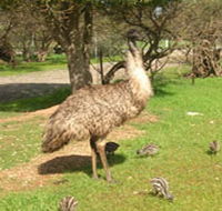 Minlaton Fauna Park - Surfers Gold Coast