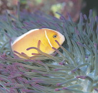 Rowley Shoals - Surfers Gold Coast