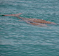 Dugongs - Surfers Gold Coast