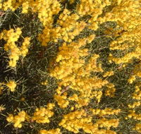 Dalwallinu Remnant Bushland - Surfers Gold Coast