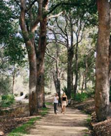 Law Trail And Lotterywest Federation Walkway, Kings Park - Surfers Gold Coast 0