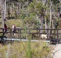 Forest Path Crooked Brook - Surfers Gold Coast