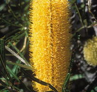 Moore River National Park - Surfers Gold Coast