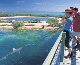 Shark Bay Marine Park - Surfers Gold Coast 0