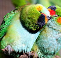 Rainbow Jungle - The Australian Parrot Breeding Centre - Surfers Gold Coast