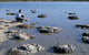 Lake Thetis Stromatolites - thumb 0