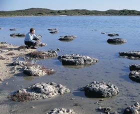 Lake Thetis Stromatolites - Surfers Gold Coast 0