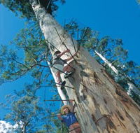 Dave Evans Bicentennial Tree - Surfers Gold Coast