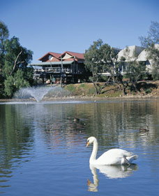White Swans - Surfers Gold Coast 0