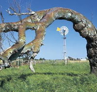 Greenough Leaning Trees - Surfers Gold Coast