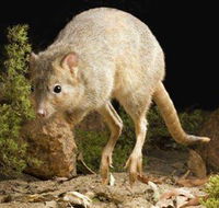 Kanyana Wildlife - Surfers Gold Coast