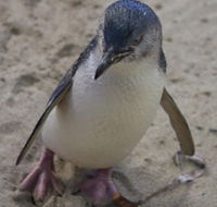 Penguin Island Boardwalks and Walk Trail - Surfers Gold Coast