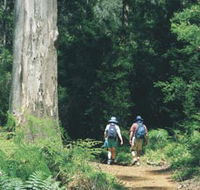 Gloucester Tree - Surfers Gold Coast