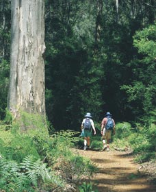 Gloucester Tree - Surfers Gold Coast 0