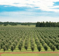 Fini Olives - Surfers Gold Coast