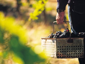 Burge Family Winemakers - Surfers Gold Coast 0